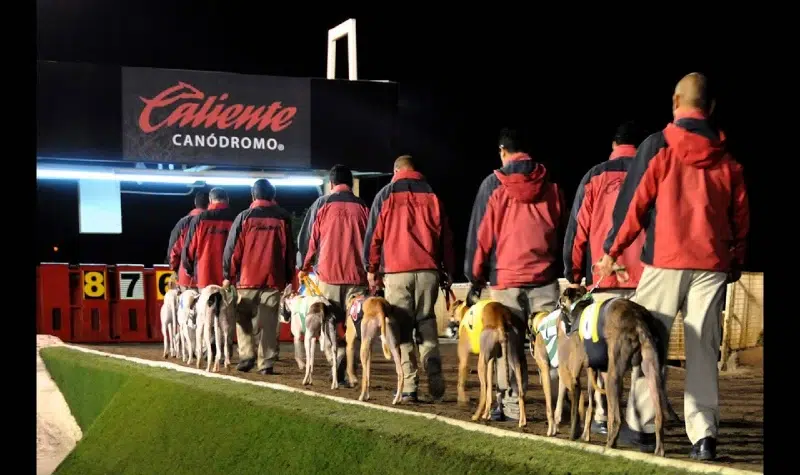 El canódromo, la joya desconocida de Tijuana