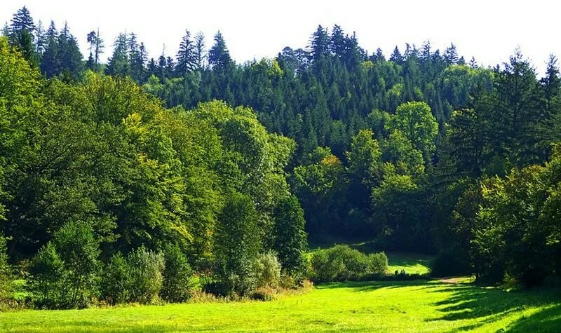 baden baden selva negra